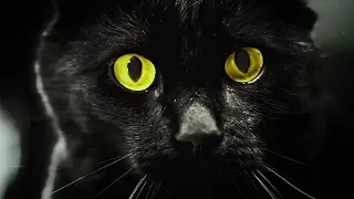 Feno, Voskovy - Czarny Kot