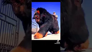 Tibetan mastif, тибетский мастиф, Tibet mastifi,