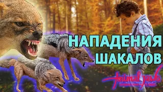 Нападения шакалов (Canis aureus) на людей