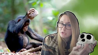 New Info on the Chimpanzee Stone Age?