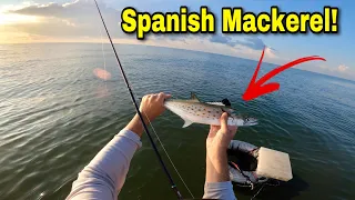 How To CATCH and Cook SPANISH MACKEREL (smoked fish dip)