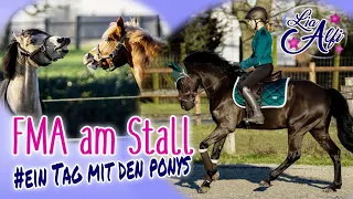 Lia & Alfi - FMA am Stall - ein Tag mit den Ponys