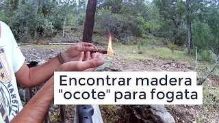 cómo encontrar madera de "ocote" para encender la fogata