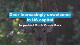 Deer increasingly unwelcome in US capital to protect Rock Creek Park • FRANCE 24 English