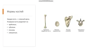 8 класс Скелет человека Функции опорно-двигательной системы Строение и состав кости Виды костей