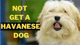 5 Reasons Why You Should Not Get a Havanese Dog