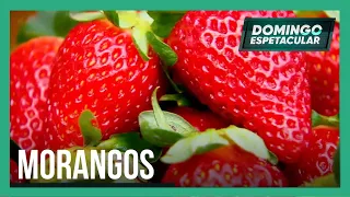 Mitos e Verdades: conheça tudo sobre o morango e aprenda receitas fáceis de fazer