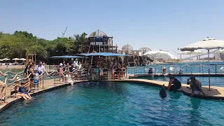 Unconditional love At Dolphin Reef Eilat