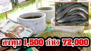 วิธีเลี้ยง ปลาช่อนในบ่อซีเมนต์เลี้ยงง่าย กำไรดี ทำเป็นอาชีพเสริม สร้างรายได้ 72,000 บาท