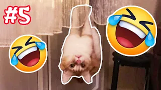 Funny Dogs And Cats Videos 2024 😅 - Best Funniest Animal Videos Of The Week #5