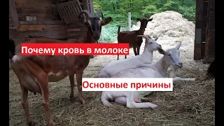 Кровь в молоке // Причины