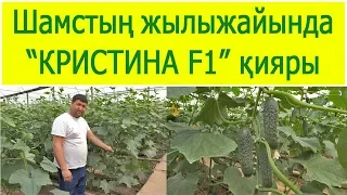 Шамстың жылыжайында КРИСТИНА F1 қияры (19-04-2018)