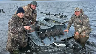 Banded Brant hunting Cold Bay Alaska on Izembek wildlife refuge