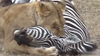Lion kills a zebra
