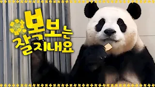 (SUB) Phone Call With Panda Fubao Adapting To China Well 🐼│Panda World