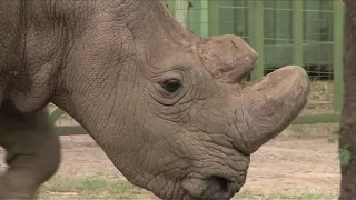 Sudan, world's last male northern white rhino dies