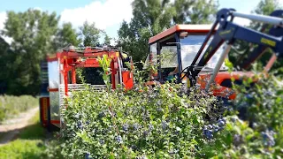 Blueberry harvester KAREN | Mechanical harvesting of blueberries