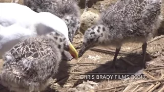 Seagull vs. Baby Seagulls