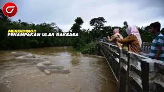 HEBOH! Warga Ini Tak Sengaja Merekam Penampakan Ular Piton Raksasa Yang Sedang Melintasi Sungai