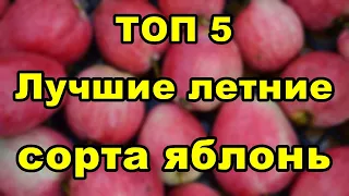 🍎Лучшие летние сорта яблонь | Какой сорт яблони посадить