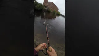 RAW FOOTAGE: Northern Pike in Massachusetts off Live Bluegill