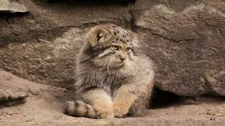 Pallas’s cat kitten is learning to put paws on a tail