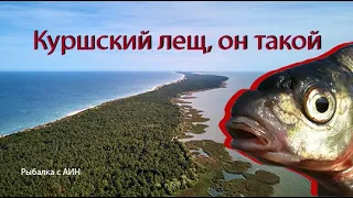 Лещи Куршского залива, рыбы очень вредные