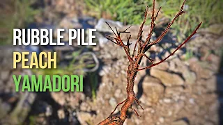 Prunus persica yamadori collecting for Bonsai material from a rubble pile