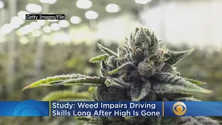 Weed Impairs Driving Skills Long After High Is Gone, Study Finds