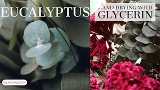 Eucalyptus Plant Care l How to Preserve Eucalyptus with Glycerin