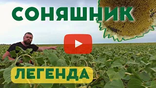 СОНЯШНИК - ЛЕГЕНДА! ОГЛЯД ГІДБРИДУ