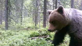 Trail camera,Riistakamera,Pohjois-Karjala,Luonto