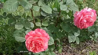 #сад #roses # розы Чиппендейл, Рококо, Пьер де Ронсар, Этруска и другие. Посмотрим розы