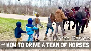 HORSE BASICS #6: How do you Drive a TEAM OF HORSES???