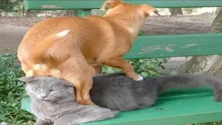 Funny cats videos 2023🐱/ Funniest animals part 62