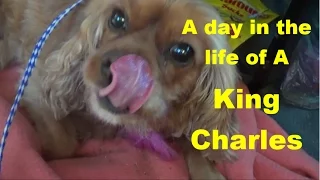 A day in the life - King Charles Cavalier Spaniel