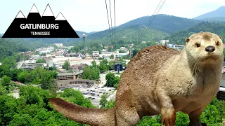 Pigeon Forge & Gatlinburg Trip Vlog (Things To Do, Places To Eat & Drink) with Molly & Legend