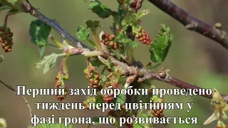 Профілактика опадання ягід порички