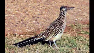 Greater roadrunner Facts  Interesting Facts about Greater roadrunner   Facts about Greater roadrunne