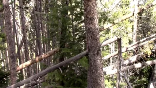 Powerful Tree Break Noise During Video , Bigfoot