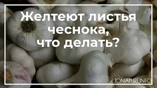 Желтеют листья чеснока, что делать? | toNature.Info