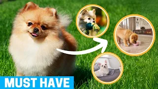 9 MUST Have Supplies for your New Pomeranian Puppy