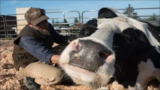 Amazing Beef Processing Line - Beef and Chicken Processing Factory | American Agriculture #farm