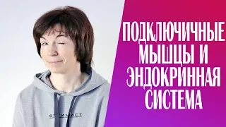 #234 Подключичные мышцы и эндокринная система.