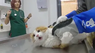 Vet try to Cut Angry Cat's Nails