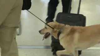 San Antonio airport adds new layer of security with new canine