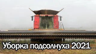 Уборка подсолнуха 2021г. Комбайн CASE IH 9250.