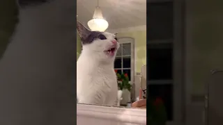 Luna spits saliva while eating