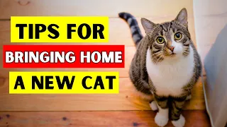 17 Essential Tips for Bringing a New Cat Home