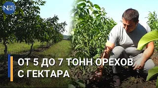 7 тонн орехов с гектара. Как развивают бизнес молдавский фермер из Теленештского района